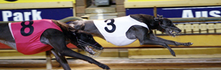 Gunnadoo Magic Gunnadoo Magic Winning The 2009 Maidment Memorial