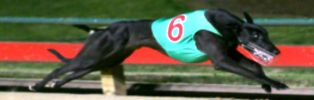2007 Melbourne Cup Winner Shanlyn Prince 2007 Melbourne Cup Winner Shanlyn Prince