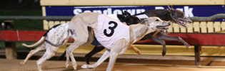 Sir John Dillon Memorial Photo Finish Fallen Zorro (3) Prevails In A Three Way Finish