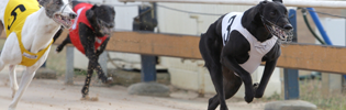 Young Ravello Winning The Chase For Charity At Geelong Young Ravello Winning The Chase For Charity At Geelong