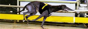 Arvo’s Florence Dominates The 2010 Cranbourne Cup