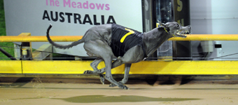 West Australian Too Good In AWM Distance Championship West Australian Too Good In AWM Distance Championship