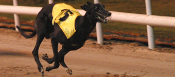 College Causeway Carrot As The Ladbrokes Irish Greyhound Derby Details Are Released