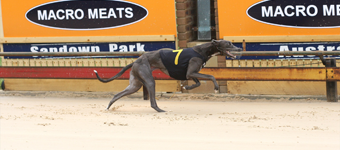 Dee Winter Snares Victory In The Traralgon Cup