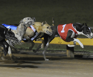 Sveta Monelli’s All Star Win A Testament To The Hobby/Quinsee Partnership Sveta Monelli’s All Star Win A Testament To The Hobby/Quinsee Partnership
