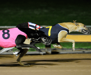 Airborne Cindeen Shelby Wins Group 1 Topgun Airborne Cindeen Shelby Wins Group 1 Topgun