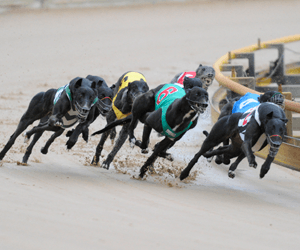 Group 1 Sapphire Crown a potential target for Zipping Lilly Group 1 Sapphire Crown a potential target for Zipping Lilly