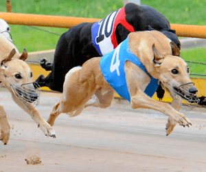 Goulburn Greyhounds All Set For First TAB Greyhound Racing Date Goulburn Greyhounds All Set For First TAB Greyhound Racing Date