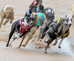 Rewind’s Tasmanian Gold Cup Now The Hobart Thousand Rewind’s Tasmanian Gold Cup Now The Hobart Thousand