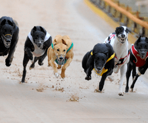 Dailly’s probable record training feat at The Meadows Dailly’s probable record training feat at The Meadows