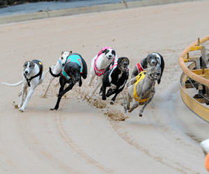 Bendigo Miracle As Local Greyhound Community Safe From Bushfires Bendigo Miracle As Local Greyhound Community Safe From Bushfires