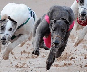 WA National Sprint Heats Review WA National Sprint Heats Review