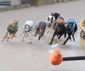 2014 Group Three Young Stars Classic Heats Preview 2014 Group Three Young Stars Classic Heats Preview