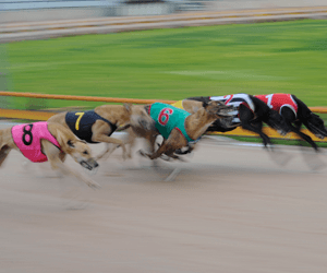 The Meadows Greyhound Tips & Betting Preview November 29 2014 The Meadows Greyhound Tips & Betting Preview November 29 2014