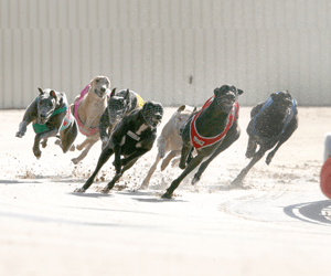 Adelaide Cup to make Fernando the first million dollar greyhound Adelaide Cup to make Fernando the first million dollar greyhound
