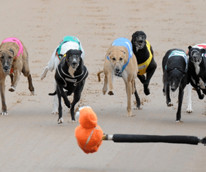 Paul Stuart Dominates Young Star Heats Paul Stuart Dominates Young Star Heats