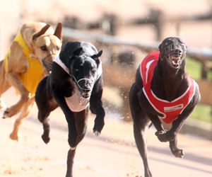 Box Draw Ensures A Cracker Maturity Classic Final Box Draw Ensures A Cracker Maturity Classic Final