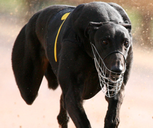 Bulli Gold Cup Betting Preview & Tips Bulli Gold Cup Betting Preview & Tips