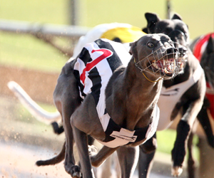 AGRA Announce 2009 Greyhound Of The Year Finalists AGRA Announce 2009 Greyhound Of The Year Finalists