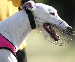 2015 Group 1 Temlee tips & betting preview 2015 Group 1 Temlee tips & betting preview