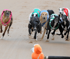 Cindeen Shelby Named AGRA October Greyhound Of The Month Cindeen Shelby Named AGRA October Greyhound Of The Month