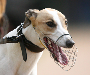 West Australian Greyhound Racing’s New Home West Australian Greyhound Racing’s New Home