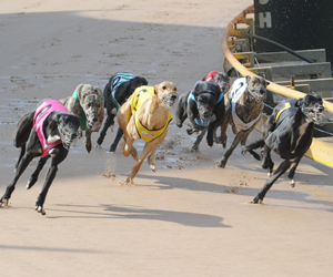 NSW Greyhound Racing $3.5 Million Prizemoney Boost NSW Greyhound Racing $3.5 Million Prizemoney Boost