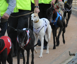Box Draw Evens Out Queensland Derby Final Box Draw Evens Out Queensland Derby Final