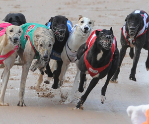 2014 Group Two Dapto Puppy Classic Semi Final Preview 2014 Group Two Dapto Puppy Classic Semi Final Preview
