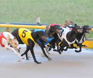Australian Racing Could Use A Royal Commission Australian Racing Could Use A Royal Commission