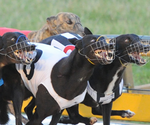 Benteke bound for South Australia following NSW Sprint win Benteke bound for South Australia following NSW Sprint win