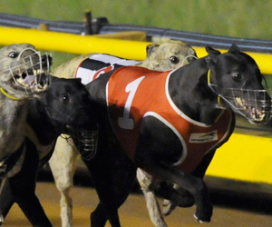 Blue Lorian Named February 2010 AGRA Run Of The Month Blue Lorian Named February 2010 AGRA Run Of The Month