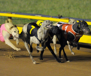 Gomes And On Coin Star In Lew Dorsa Memorial Heats Gomes And On Coin Star In Lew Dorsa Memorial Heats
