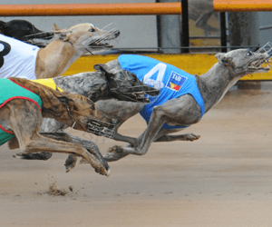 Greyhound Racing Tips For Tuesday 21st April 2009 Greyhound Racing Tips For Tuesday 21st April 2009