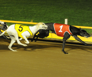 Group Two Maitland Cup Final Preview Group Two Maitland Cup Final Preview