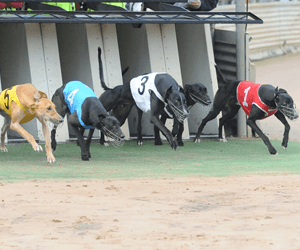 Outsider Priority Demand’s Best Of Day At Grafton Outsider Priority Demand’s Best Of Day At Grafton