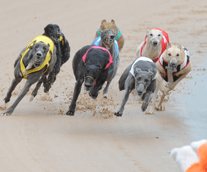 Super Stayers Series Returns To New South Wales Greyhound Racing Super Stayers Series Returns To New South Wales Greyhound Racing