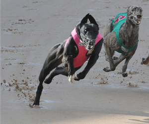 March Maiden Makes It Three In A Row At Canberra March Maiden Makes It Three In A Row At Canberra