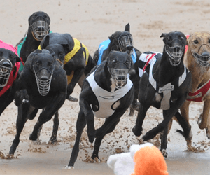 NSW Stewards Adjourn Robert Whitelaw Inquiry NSW Stewards Adjourn Robert Whitelaw Inquiry