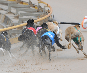 Chegia Family Again Embroiled In GRSA Stewards Positive Swab Inquiry Chegia Family Again Embroiled In GRSA Stewards Positive Swab Inquiry