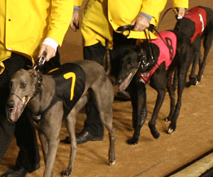 Renegade Chief Wins Silver Chief For Lockett & Greenough Renegade Chief Wins Silver Chief For Lockett & Greenough