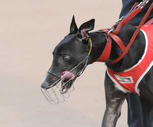 So Seductive Named Australian Greyhounds October 2010 Run Of The Month So Seductive Named Australian Greyhounds October 2010 Run Of The Month