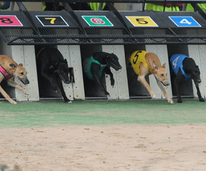 Dzeko does it again in Listed Superstayers final Dzeko does it again in Listed Superstayers final