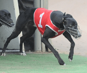 Even Field Should Find Value In Race Four At Albion Park Tonight Even Field Should Find Value In Race Four At Albion Park Tonight