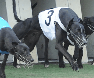 Victorian Racing Industry Support Integrity Report Victorian Racing Industry Support Integrity Report