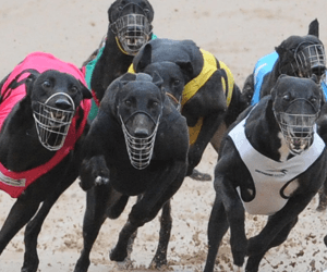 March Maiden Makes It Three In A Row At Canberra March Maiden Makes It Three In A Row At Canberra