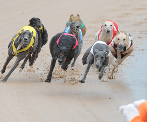 Busy Beamish Claims Mandurah Double Busy Beamish Claims Mandurah Double