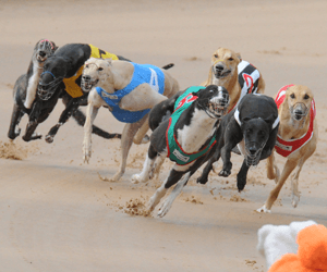 Bendigo Greyhound Racing Club Celebrates 30 Years Bendigo Greyhound Racing Club Celebrates 30 Years