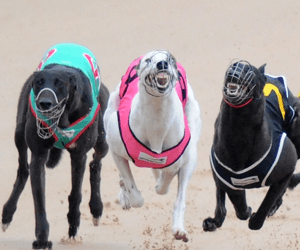 Group One 2014 Winter Carnival Cup Heats Preview Group One 2014 Winter Carnival Cup Heats Preview