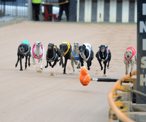 2014 Group Three Sir John Dillon Memorial Preview 2014 Group Three Sir John Dillon Memorial Preview